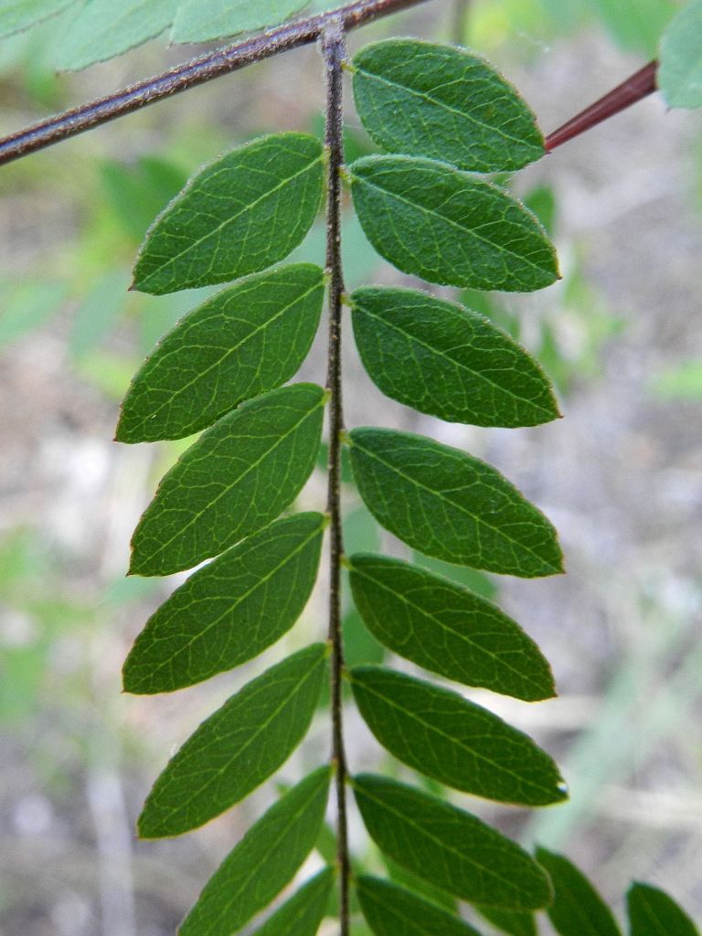 Fabacea - Gleditsia triacanthos
